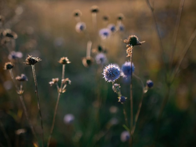 The Bee Sanctuary & Flower Fields | Lessons from the Pollinators