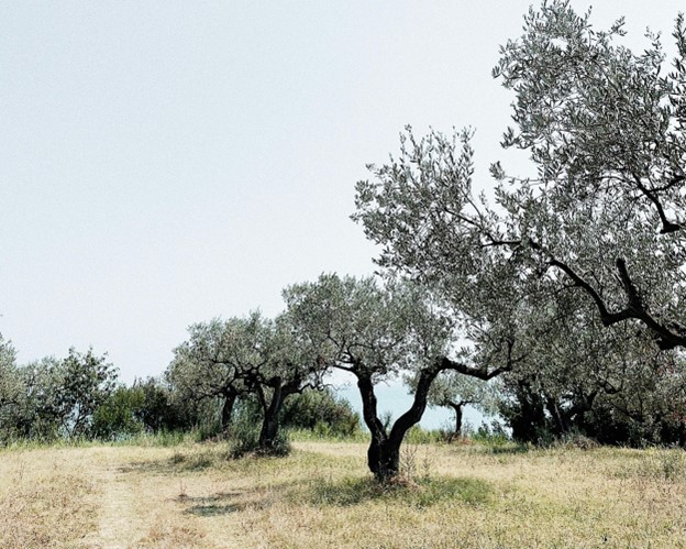 The Olive Grove Walk