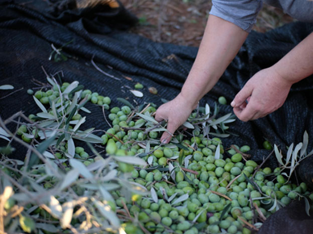 The Wild Family Farm | From Soil to Soul